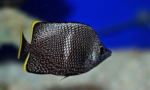 pez mariposa de hierro forjado