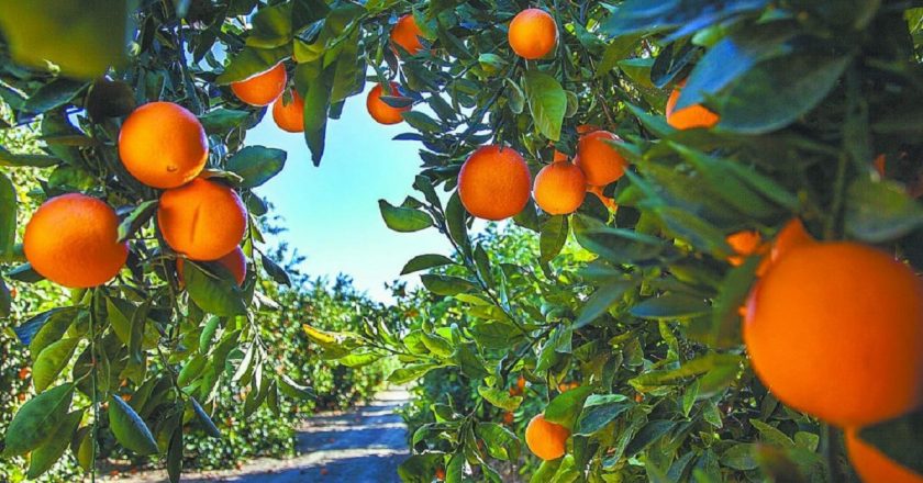 I 9 più importanti paesi produttori di arance