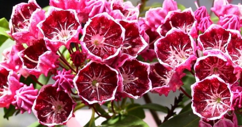 I 10 fiori più belli e velenosi della Terra