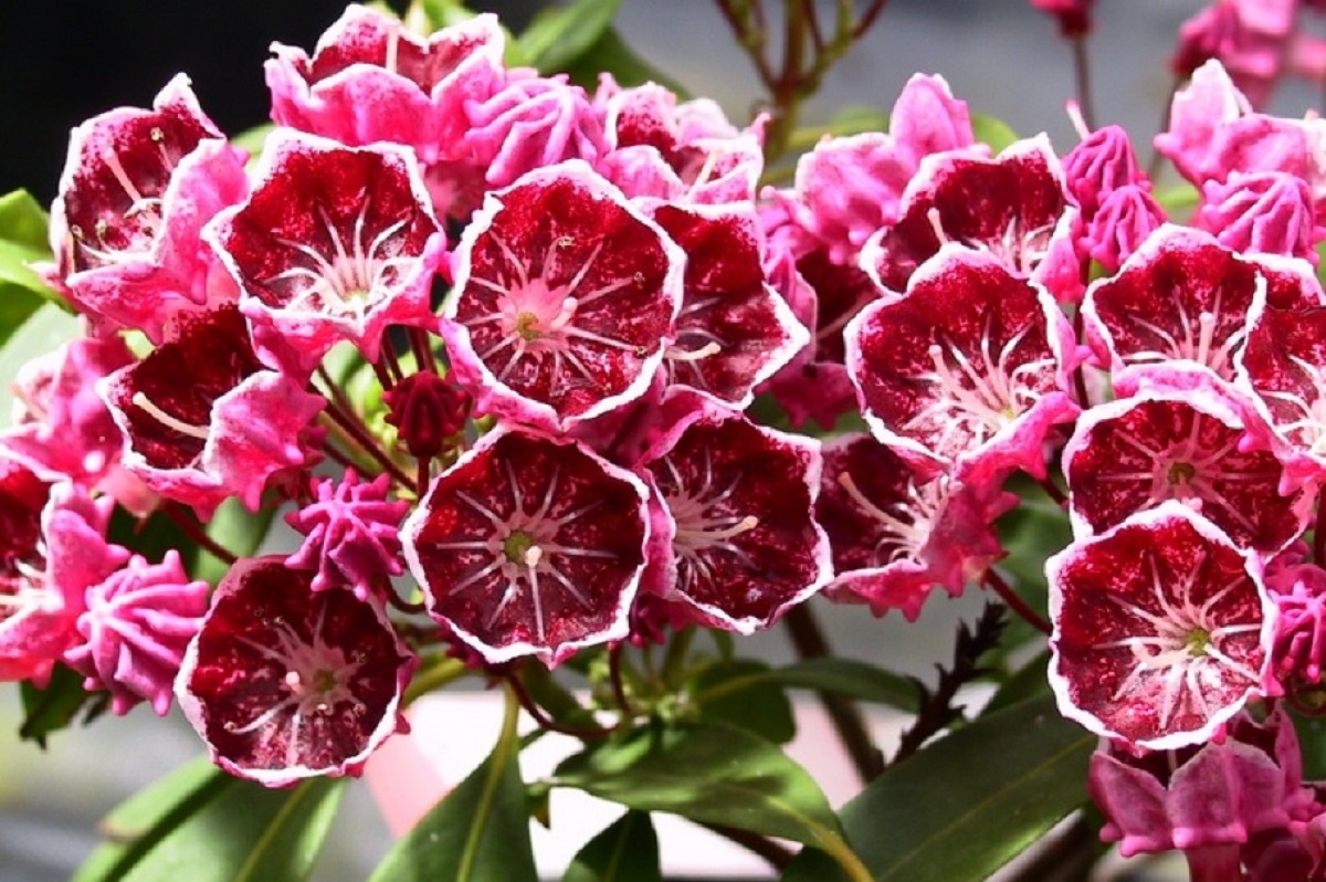 I 10 fiori più belli e velenosi della Terra