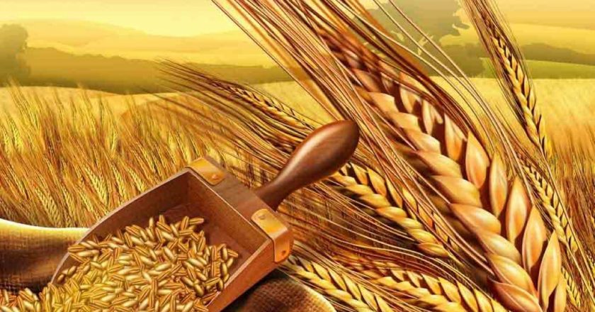 I primi 10 paesi produttori di grano, un alimento-base per sfamare il mondo