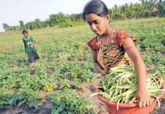 L'agricoltura biologica in Sri Lanka: un disastro da ricordare