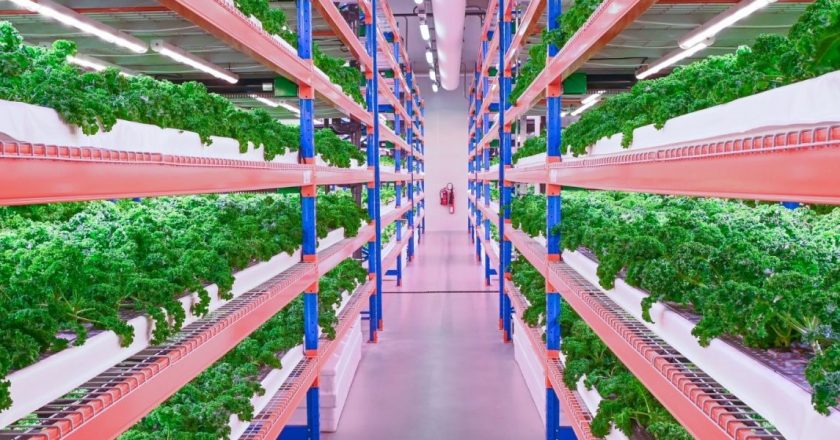 È a Dubai la più grande azienda agricola verticale indoor del mondo