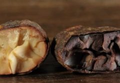 Il cioccolato più raro del mondo, nato in Perù e prodotto in Svizzera