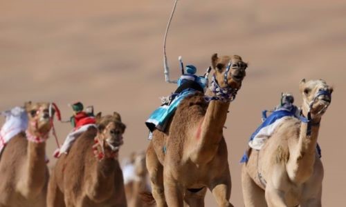 Le scommesse si fanno sulle gare di cammelli, cavalcati da robot