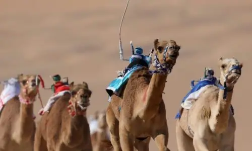 Las apuestas se hacen en carreras de camellos, montados por robots.