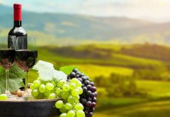 Vino italiano d'eccellenza: i 10 vini più costosi sul mercato