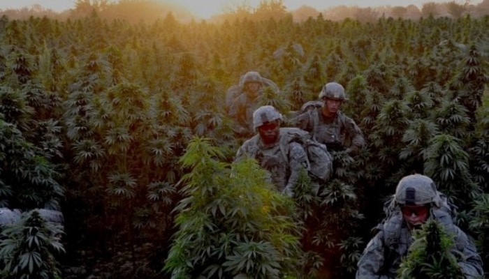 marijuana in Afghanistan