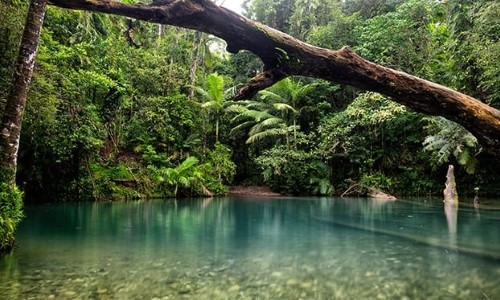 Un lago nella Foresta di Daintree in Australia