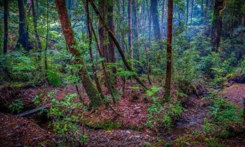Scorcio della Selva Valvidiana in Cile
