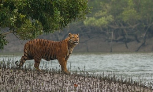 Una tigre nella foresta di Sundarbans in Bangladesh