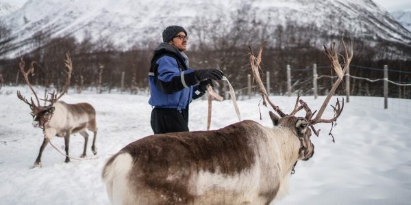 Renne e comunità Sami
